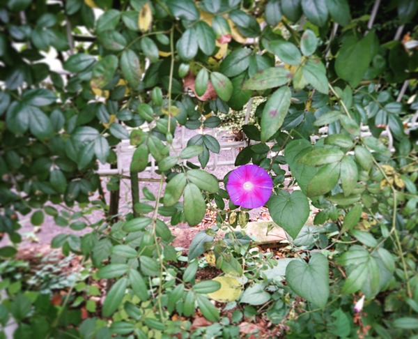 IMG_20170816_200005_619