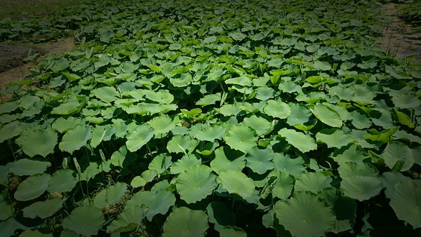 photo_editor_1464796201223