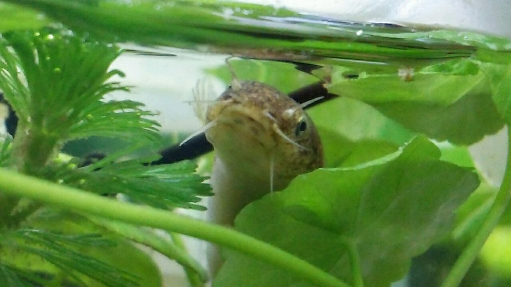 4 ホトケドジョウの飼育 寿命は その2 もふもふ祭り ドジョウと一緒