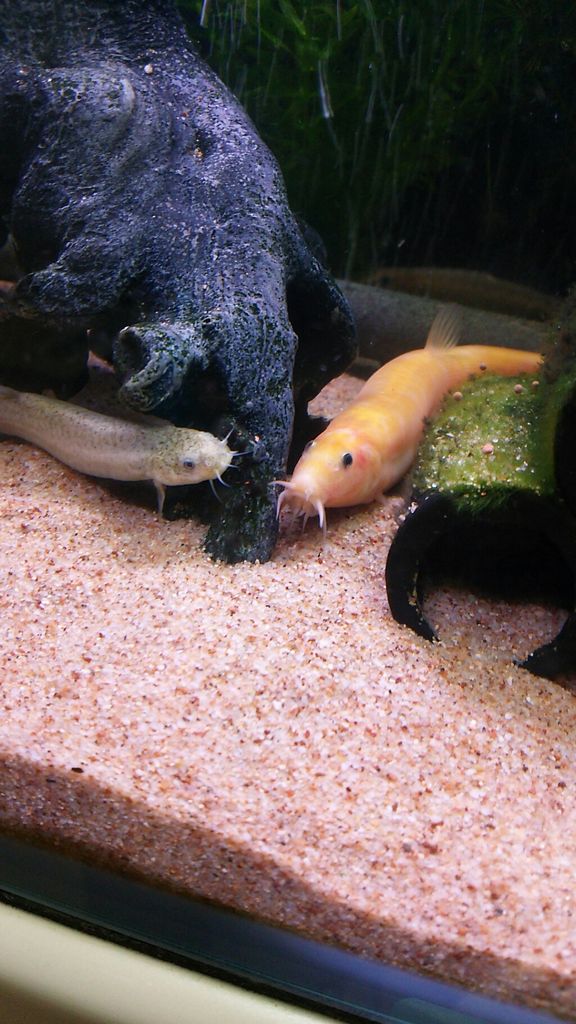 3 ホトケドジョウの飼育 寿命は もふもふ祭り ドジョウと一緒