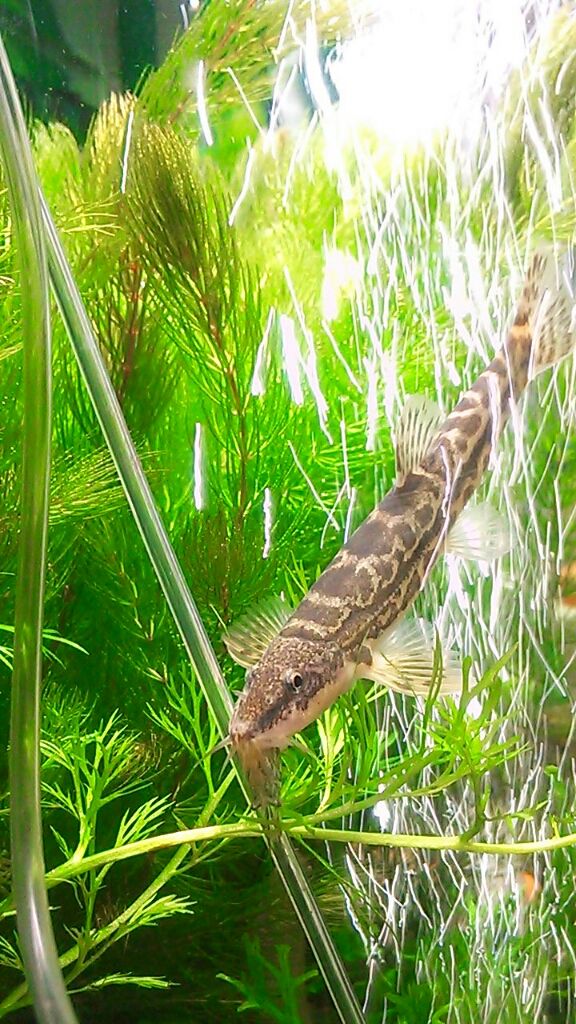 1 ドジョウの飼い方 もふもふ祭り ドジョウと一緒