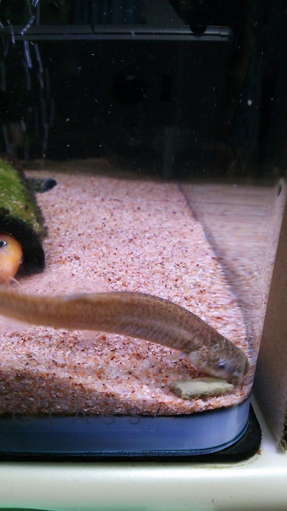 4 ホトケドジョウの飼育 寿命は その2 もふもふ祭り ドジョウと一緒