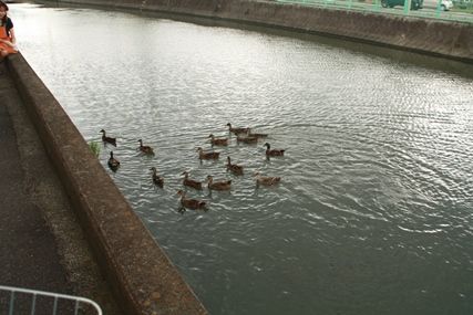 カモに餌やり Tukikoの記録 カモに餌やり Tukikoの記録