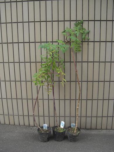 皇帝ダリア Tukikoの記録 皇帝ダリア Tukikoの記録