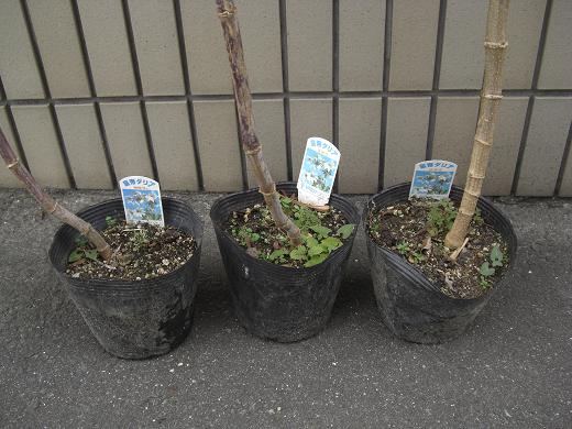 皇帝ダリア Tukikoの記録