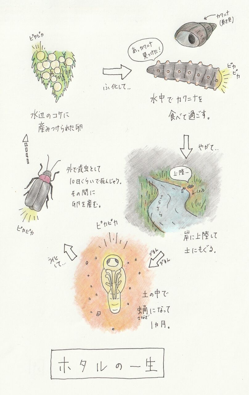 面白い 生物 の話を集め続けて 貝が食べたいのっ