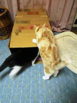 BlogPaint