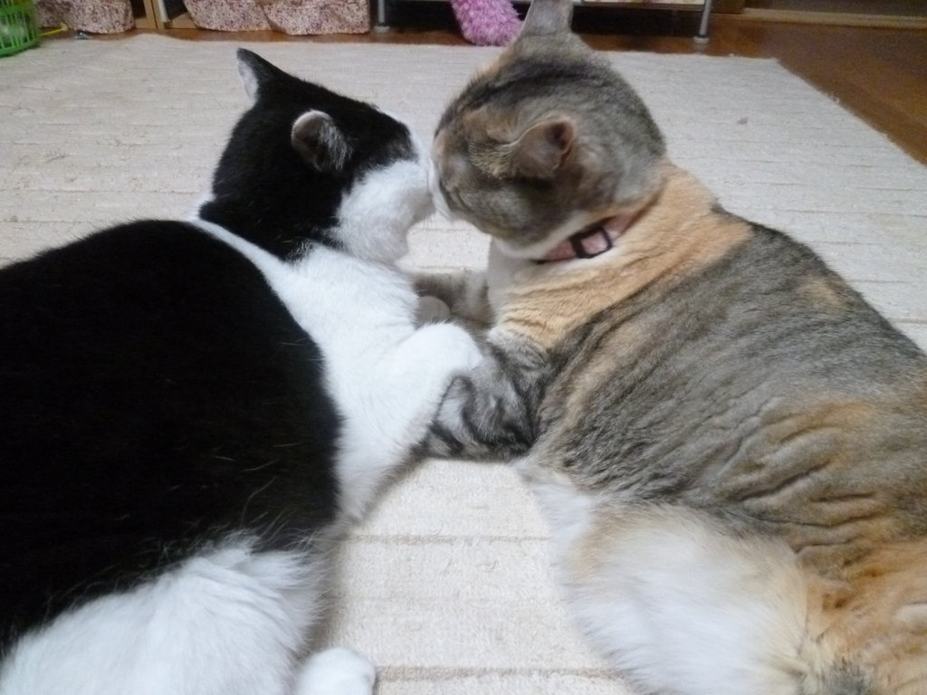 ラブラブカップル 猫 8猫8柄 A日記 ラブラブカップル 猫 8猫8柄 A日記