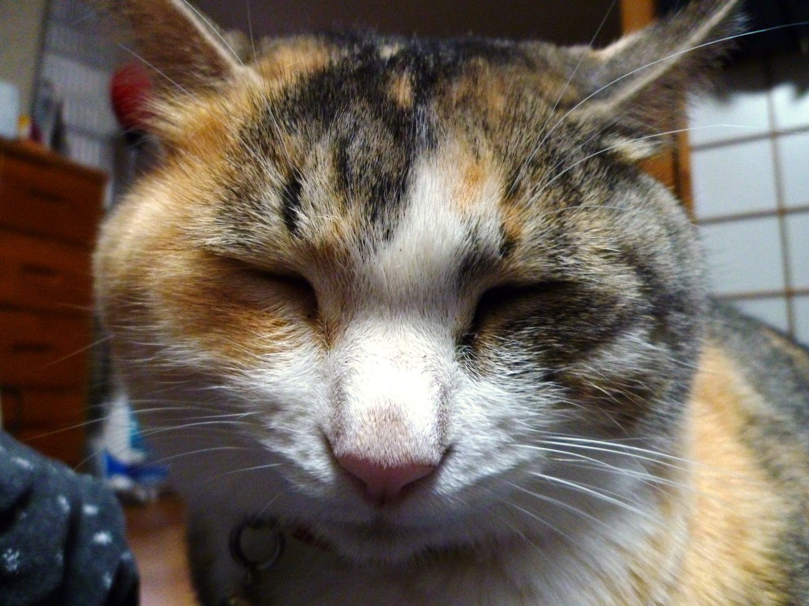 ブヒブヒ 猫 ８猫８柄 A日記