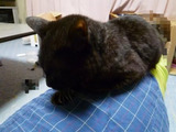 BlogPaint