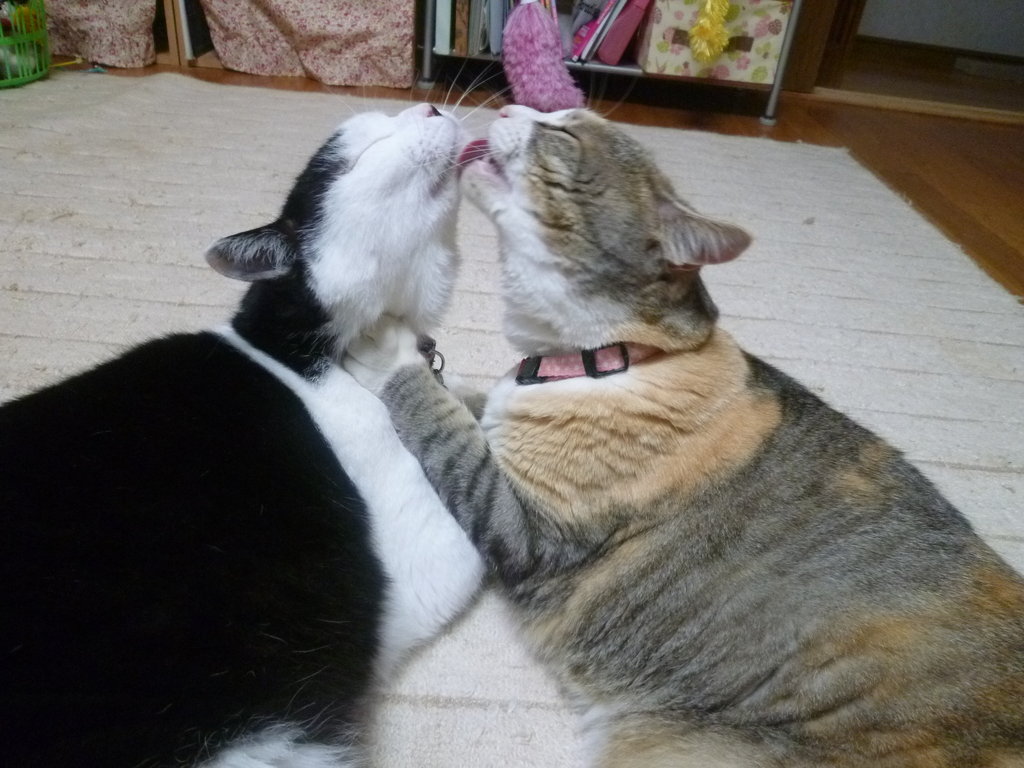 ラブラブカップル 猫 8猫8柄 A日記 ラブラブカップル 猫 8猫8柄 A日記