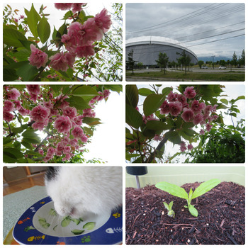 collage_photocat