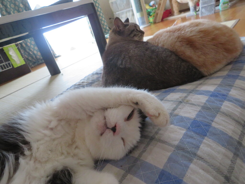 人 猫 ごとだよね ８猫８柄 A日記