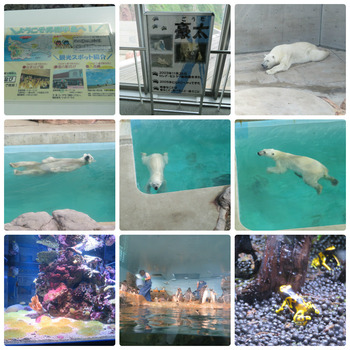 collage_photocat