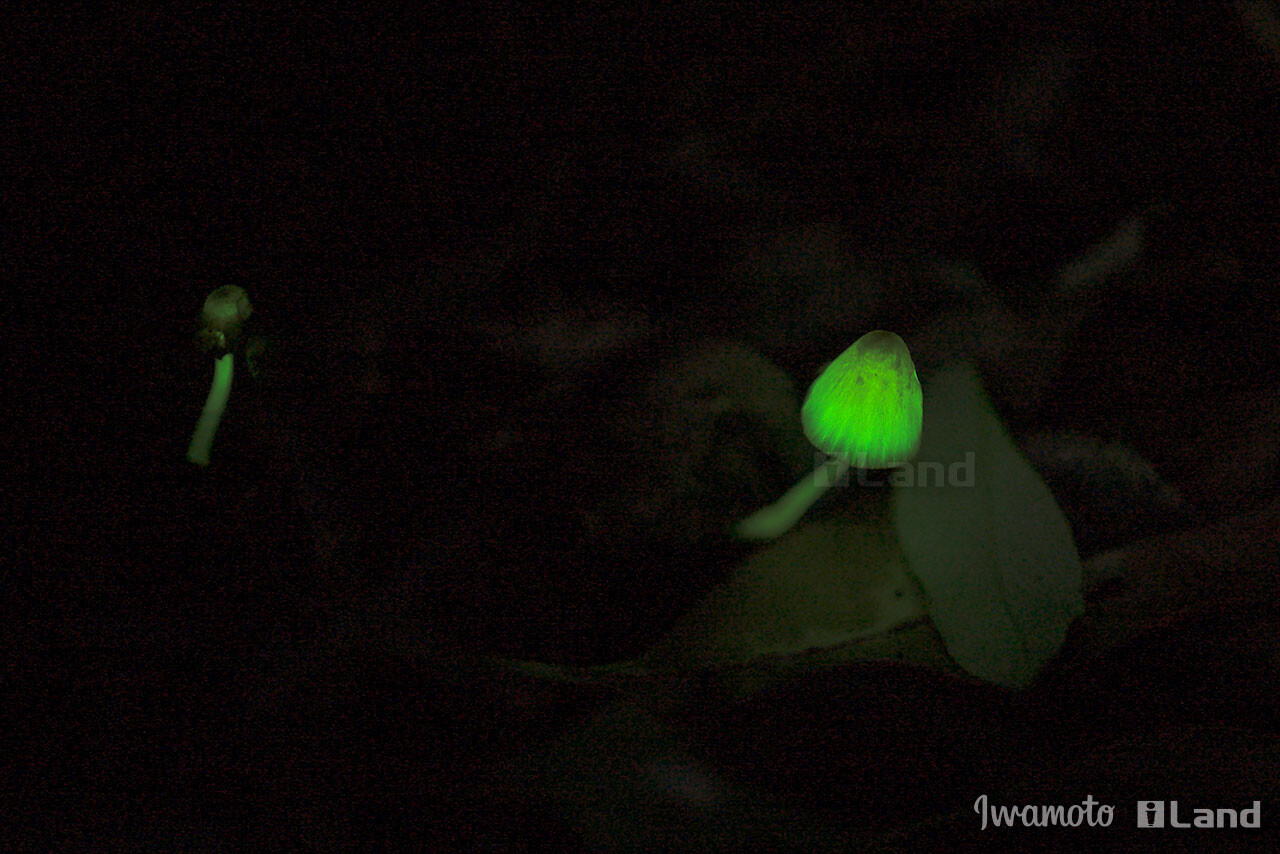 シイノトモシビタケ 21 Tundieblog