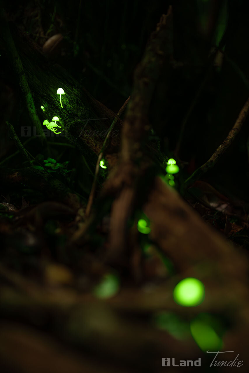 シイノトモシビタケ 2024 : TundieBlog