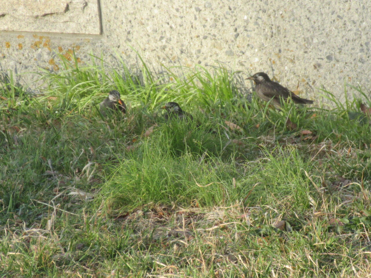 光が丘公園大輪の椿選定で花少ないムクドリ草地集う24日 Tune108 Blog 光が丘公園大輪の椿選定で花少ないムクドリ草地集う24日 Tune108 Blog