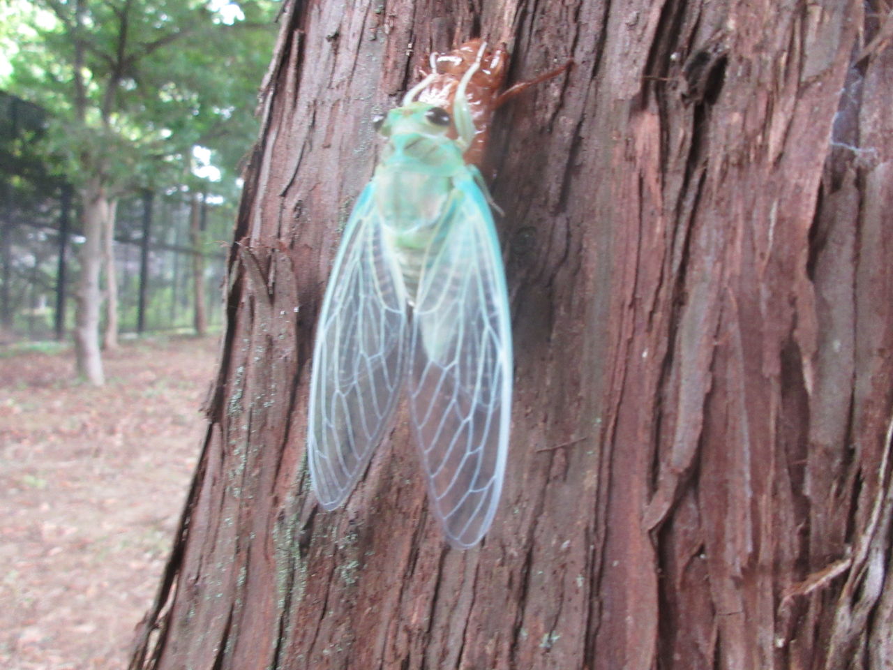 光が丘公園3種類の蝉の羽化ミンミンやカナカナゼミ 11日 Tune108 Blog 光が丘公園3種類の蝉の羽化ミンミンやカナカナゼミ 11日 Tune108 Blog