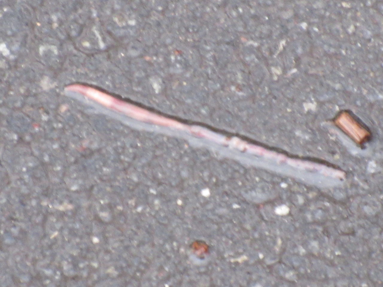 光ヶ丘公園雨の中沢山のミミズ這う落ち葉草地野鳥3月1日 Tune108 Blog