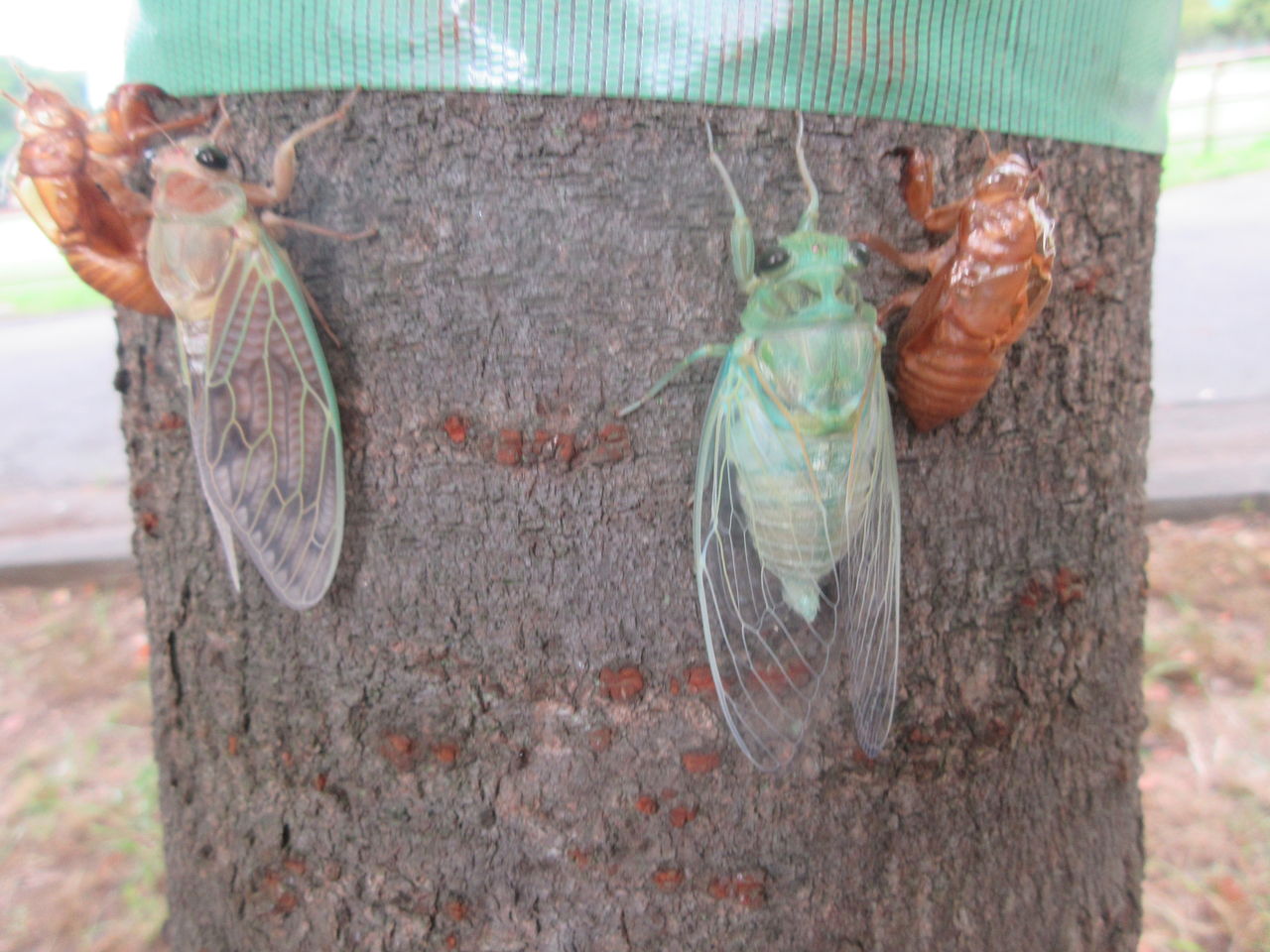 光が丘公園3種類の蝉の羽化ミンミンやカナカナゼミ 11日 Tune108 Blog 光が丘公園3種類の蝉の羽化ミンミンやカナカナゼミ 11日 Tune108 Blog