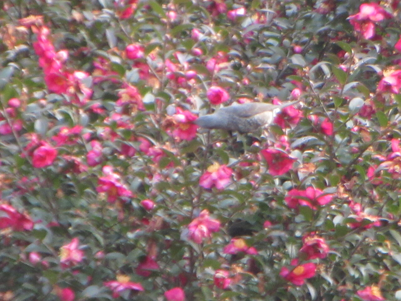 光が丘公園春に咲き始めるスミレ花の蜜吸うヒヨドリ 23日 Tune108 Blog