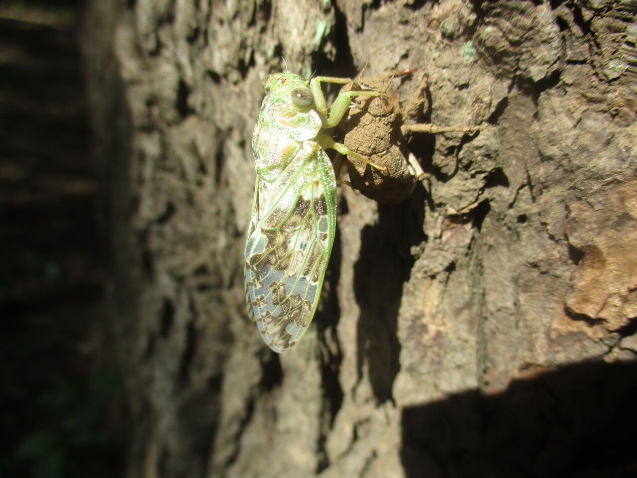 光が丘公園モミジアオイ2輪カンナの花向日葵の花蝉羽化23日 Tune108 Blog