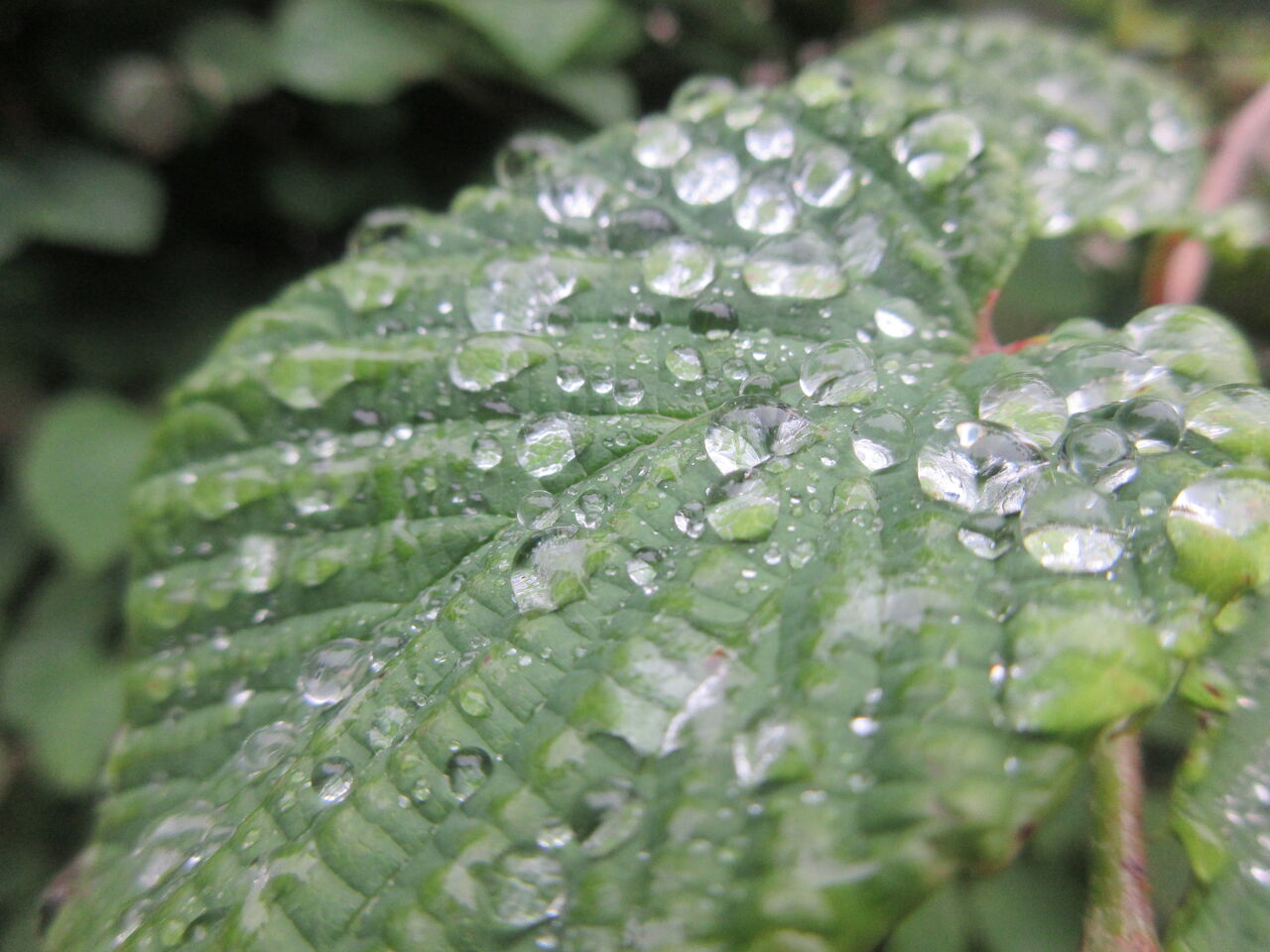 光が丘公園雨上がり若葉に水滴トサミツキの葉水滴 21日 Tune108 Blog 光が丘公園雨上がり若葉に水滴トサミツキの葉水滴 21日 Tune108 Blog