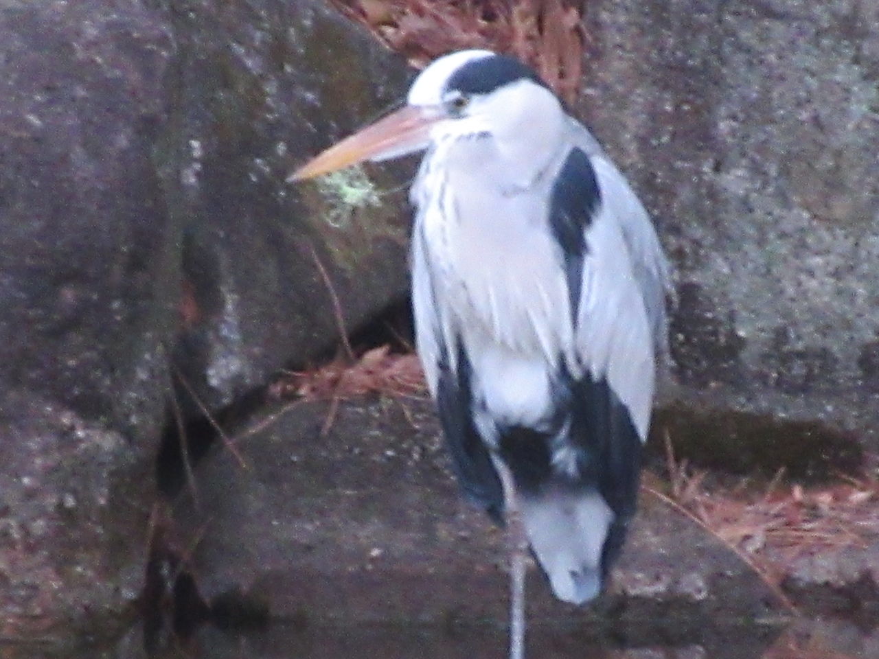 光ヶ丘公園鑑賞池にいたサギ嘴に釣り糸が絡まる驚き11日 Tune108 Blog