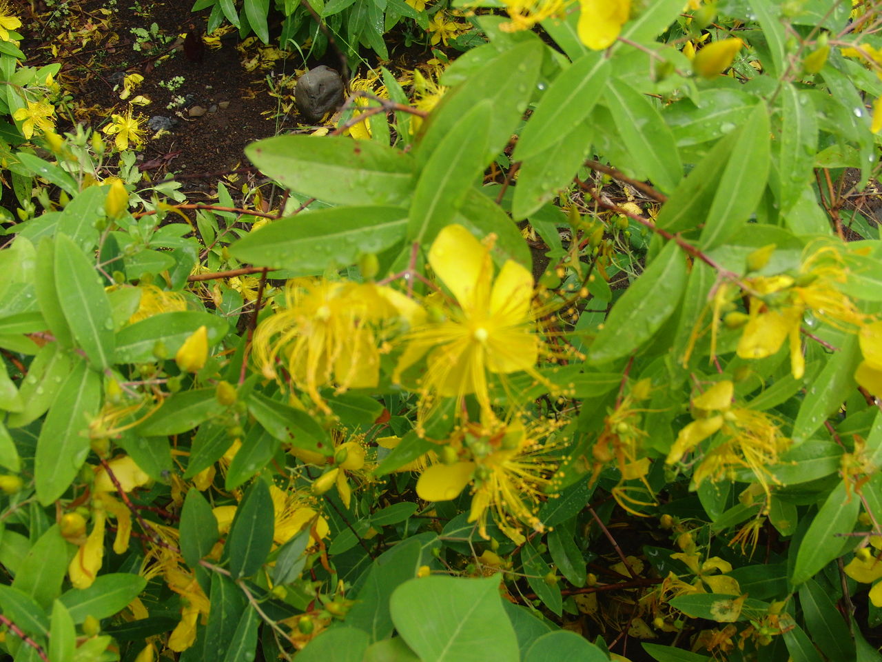 植え込みの木々に花が咲く Tune108 Blog 植え込みの木々に花が咲く Tune108 Blog