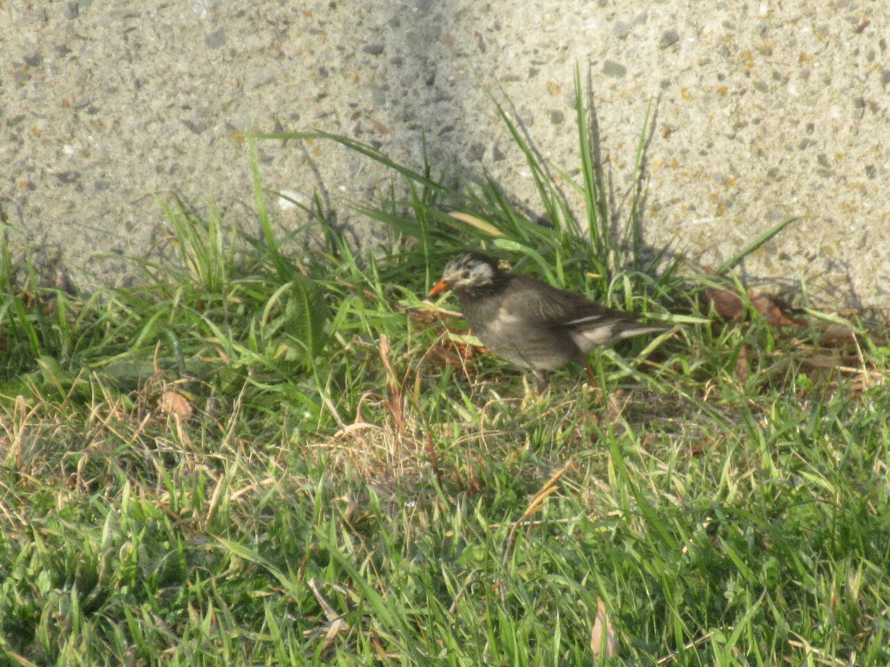 光が丘公園大輪の椿選定で花少ないムクドリ草地集う24日 Tune108 Blog 光が丘公園大輪の椿選定で花少ないムクドリ草地集う24日 Tune108 Blog
