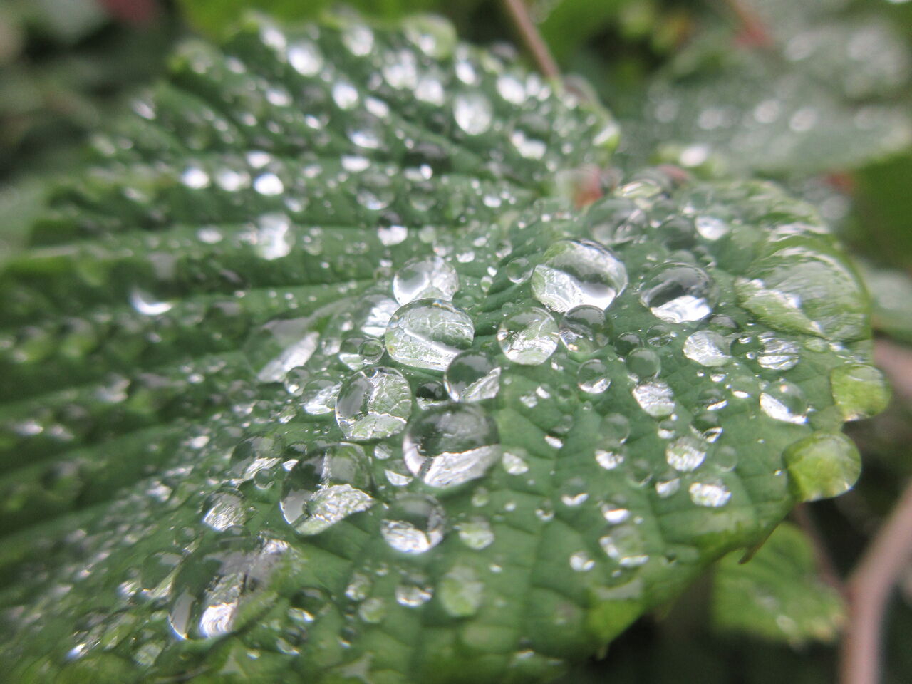 光が丘公園雨上がり若葉に水滴トサミツキの葉水滴 21日 Tune108 Blog 光が丘公園雨上がり若葉に水滴トサミツキの葉水滴 21日 Tune108 Blog