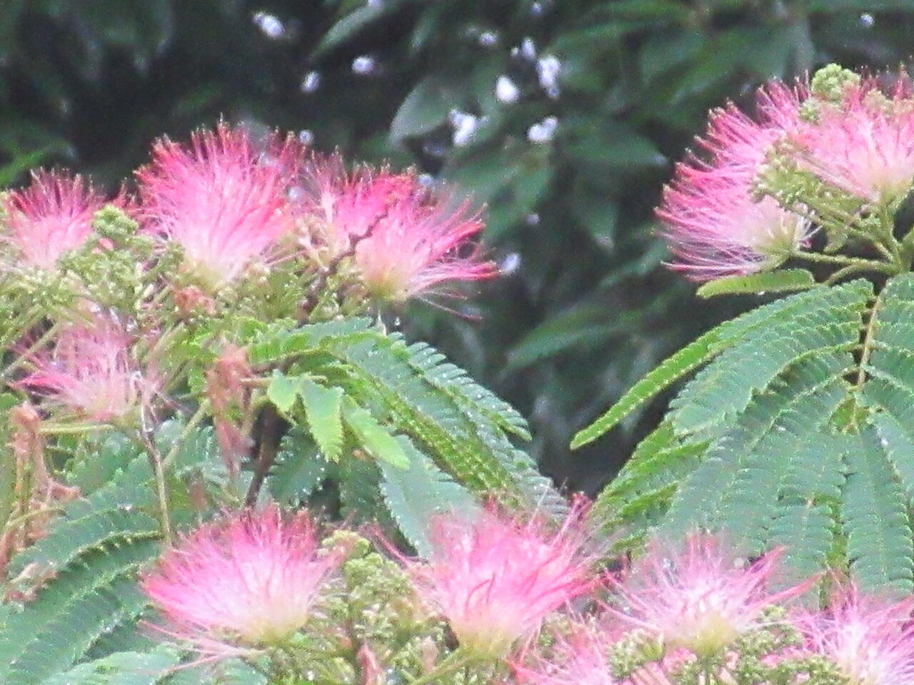 光が丘公園梅雨空ピンクの合歓の花鮮やか咲く Tune108 Blog