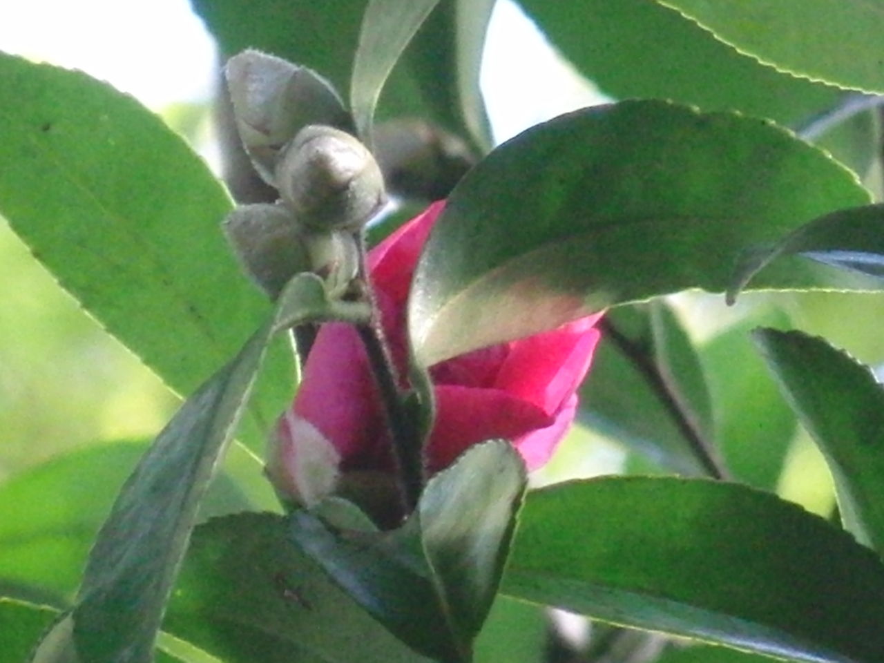 山茶花の花の蜜吸うスズメバチ Tune108 Blog