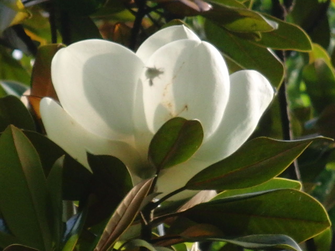 大輪の白い花が咲いてかぐわしい良い匂い Tune108 Blog