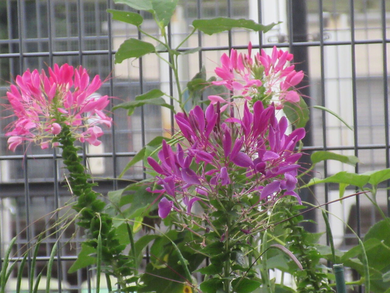 光が丘公園晩秋の花壇ホトトギス クレオメ ダリヤ他23日 Tune108 Blog 光が丘公園晩秋の花壇ホトトギス クレオメ ダリヤ他23日 Tune108 Blog