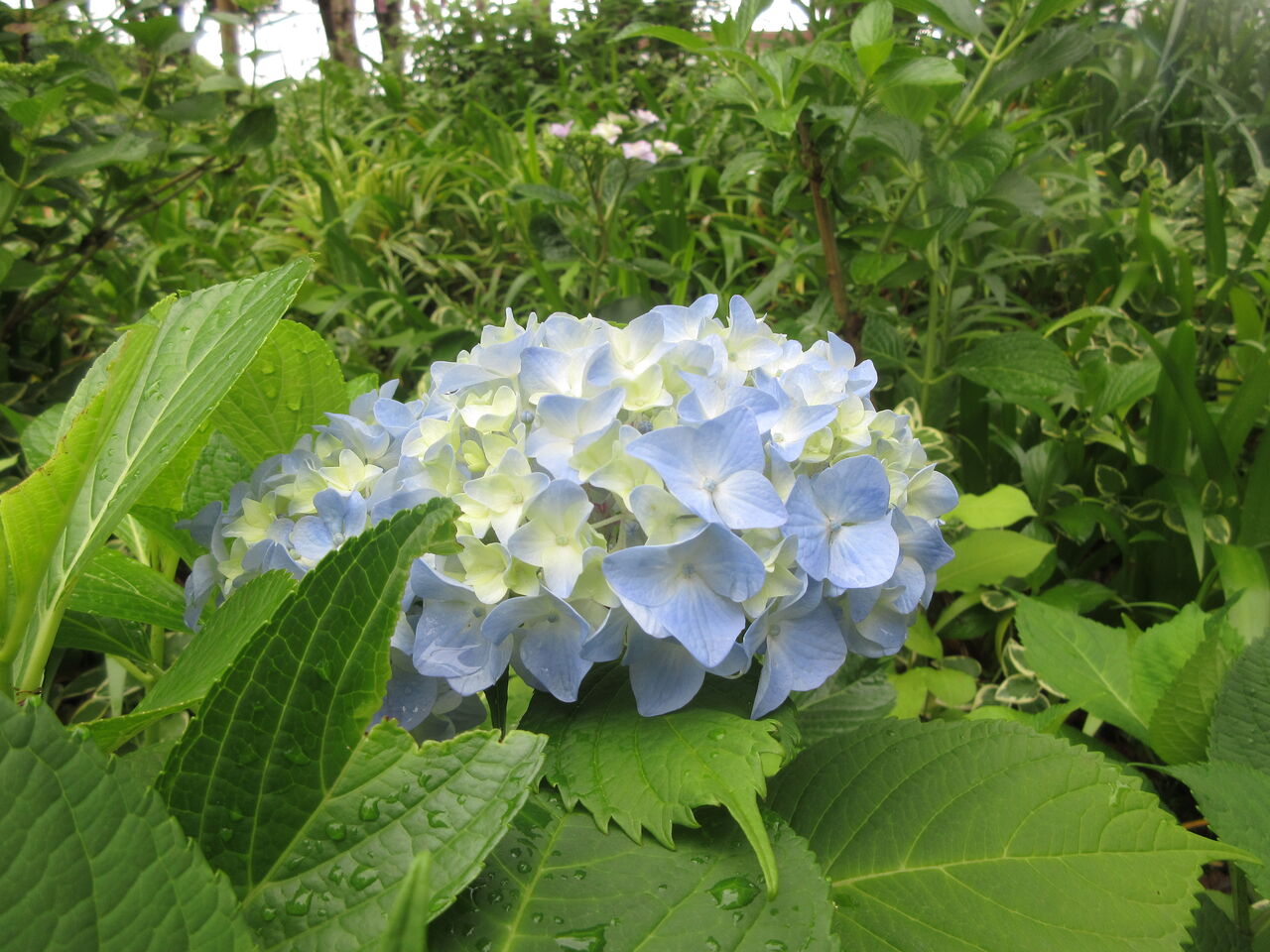 光ヶ丘公園タイサンボクの大輪立葵の花八重ドクドミ 23日 Tune108 Blog 光ヶ丘公園タイサンボクの大輪立葵の花八重ドクドミ 23日 Tune108 Blog