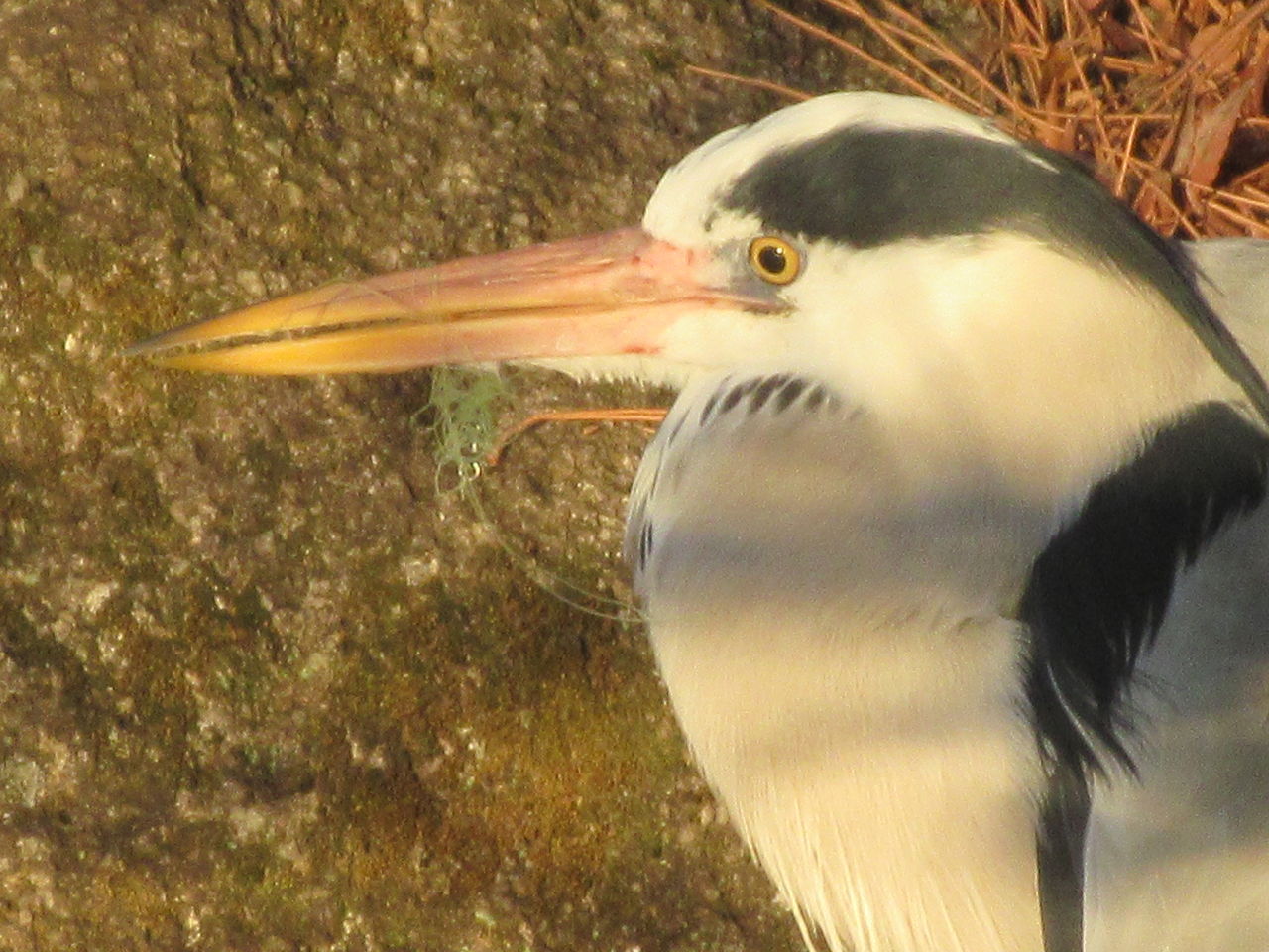 光ヶ丘公園野鳥の種類が増えた釣り糸絡むサギ再飛来14日 Tune108 Blog
