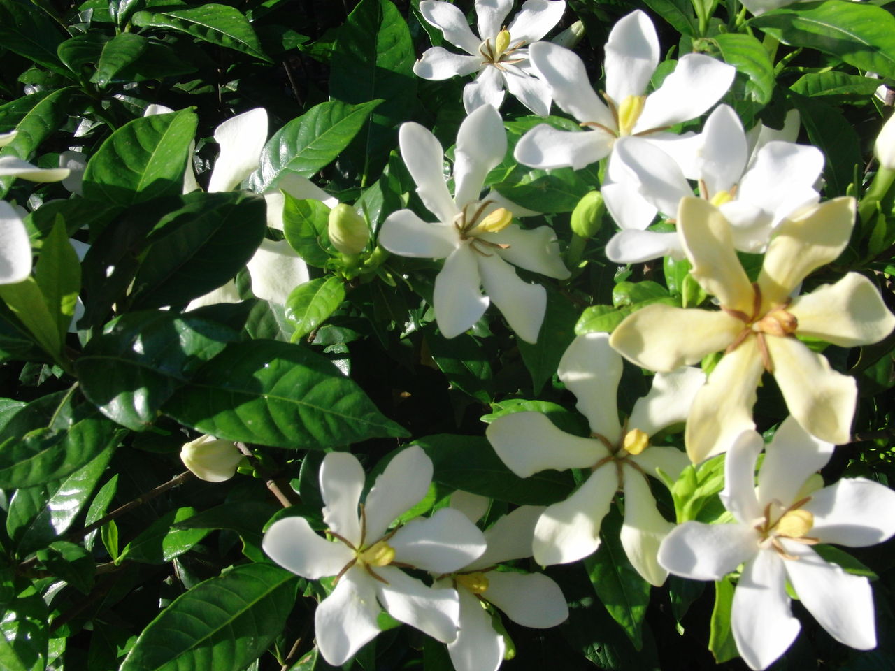 クチナシの白い花と匂い Tune108 Blog