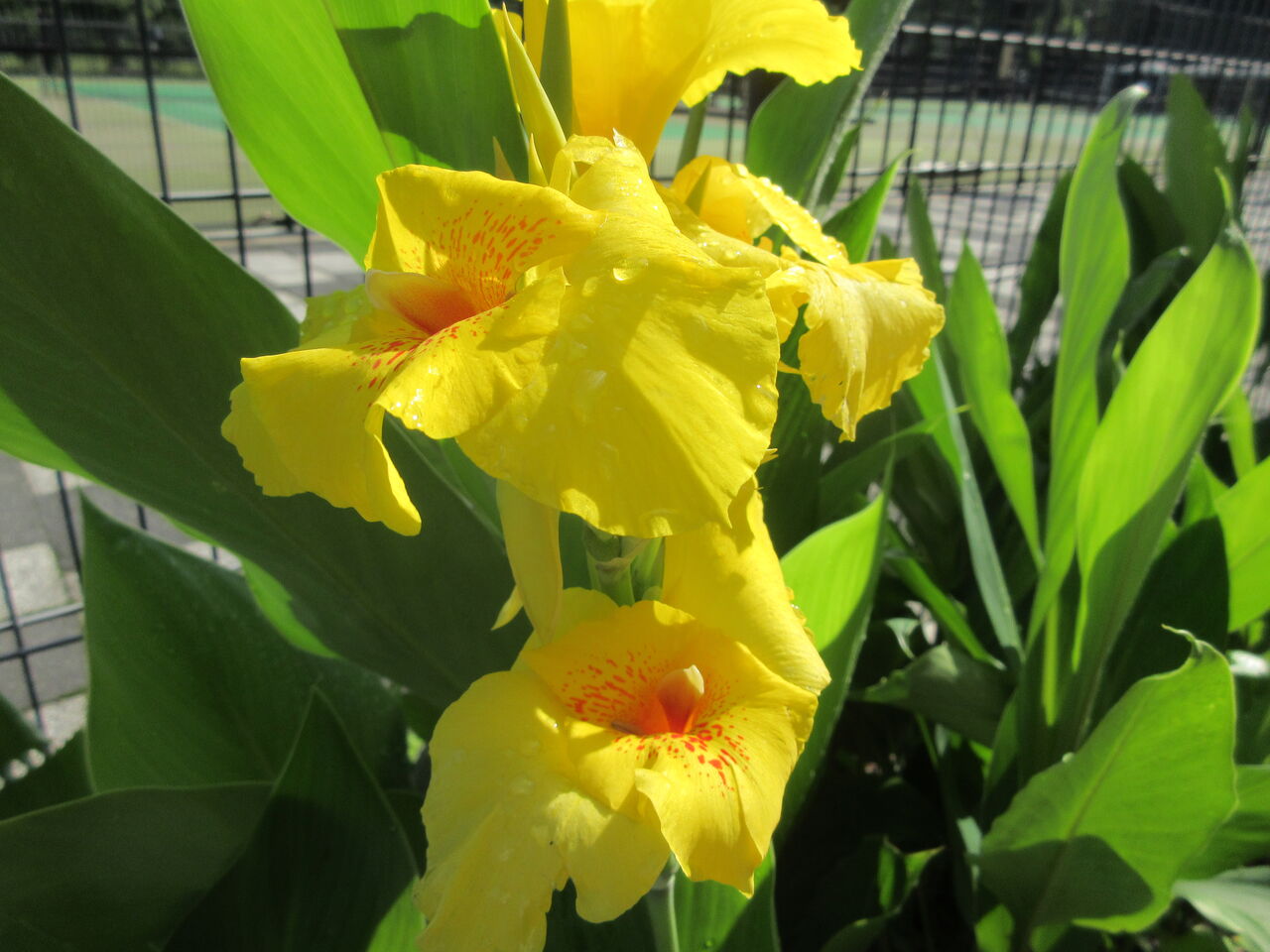 光が丘公園立葵の葉が揺れてトカゲが虫を食べる6月日 Tune108 Blog 光が丘公園立葵の葉が揺れてトカゲが虫を食べる6月日 Tune108 Blog