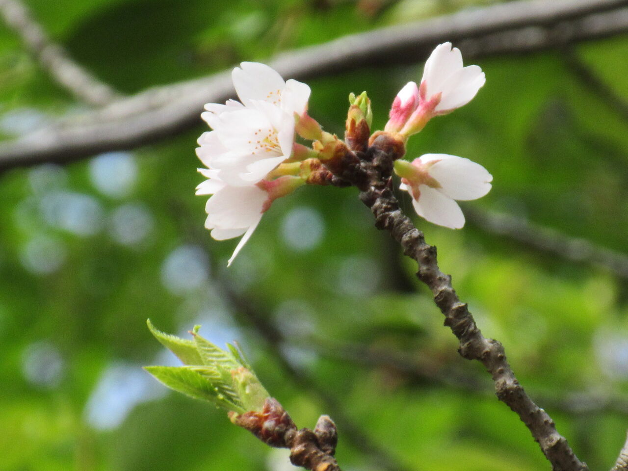 光ヶ丘公園光のアーチから銀杏並木新緑の桜並木桜花咲く16日 Tune108 Blog 光ヶ丘公園光のアーチから銀杏並木新緑の桜並木桜花咲く16日 Tune108 Blog