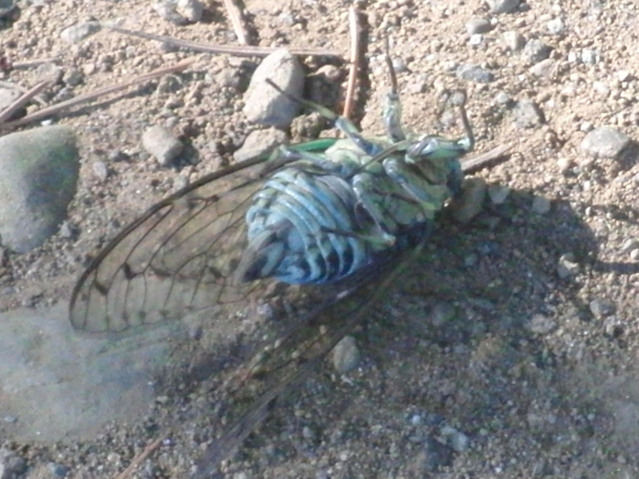 早くも散歩道にセミの死骸が落ちていた Tune108 Blog