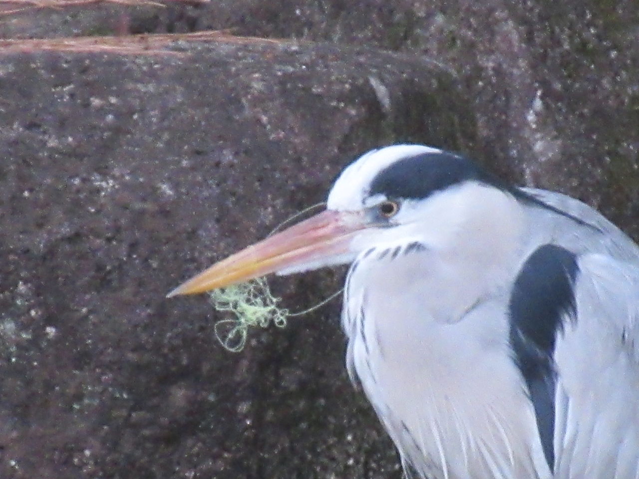 光ヶ丘公園鑑賞池にいたサギ嘴に釣り糸が絡まる驚き11日 Tune108 Blog