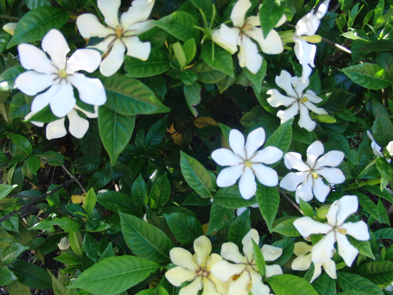 クチナシの白い花と匂い Tune108 Blog