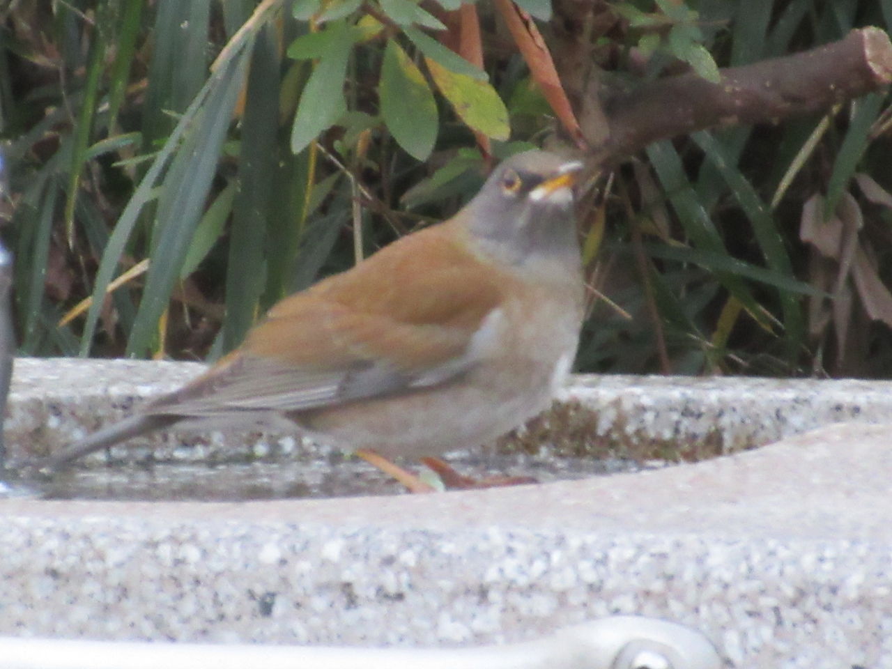 光ヶ丘公園嘴の黄色い野鳥が水飲み場で水を飲む 27日 Tune108 Blog 光ヶ丘公園嘴の黄色い野鳥が水飲み場で水を飲む 27日 Tune108 Blog