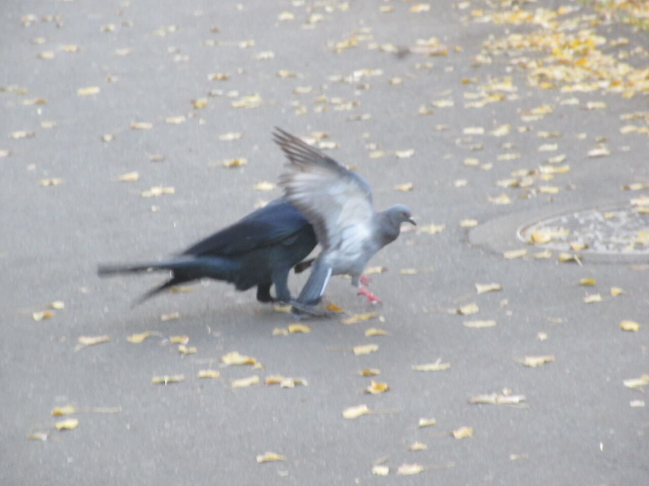 光が丘公園青い空野鳥が群れるカラスがハト捕える 7日 Tune108 Blog