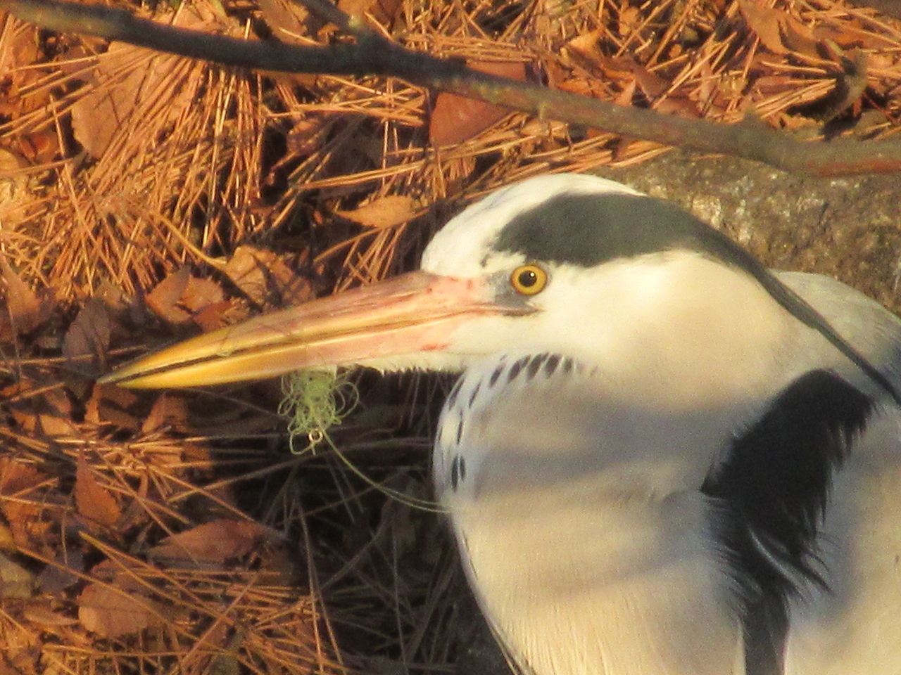 光ヶ丘公園野鳥の種類が増えた釣り糸絡むサギ再飛来14日 Tune108 Blog