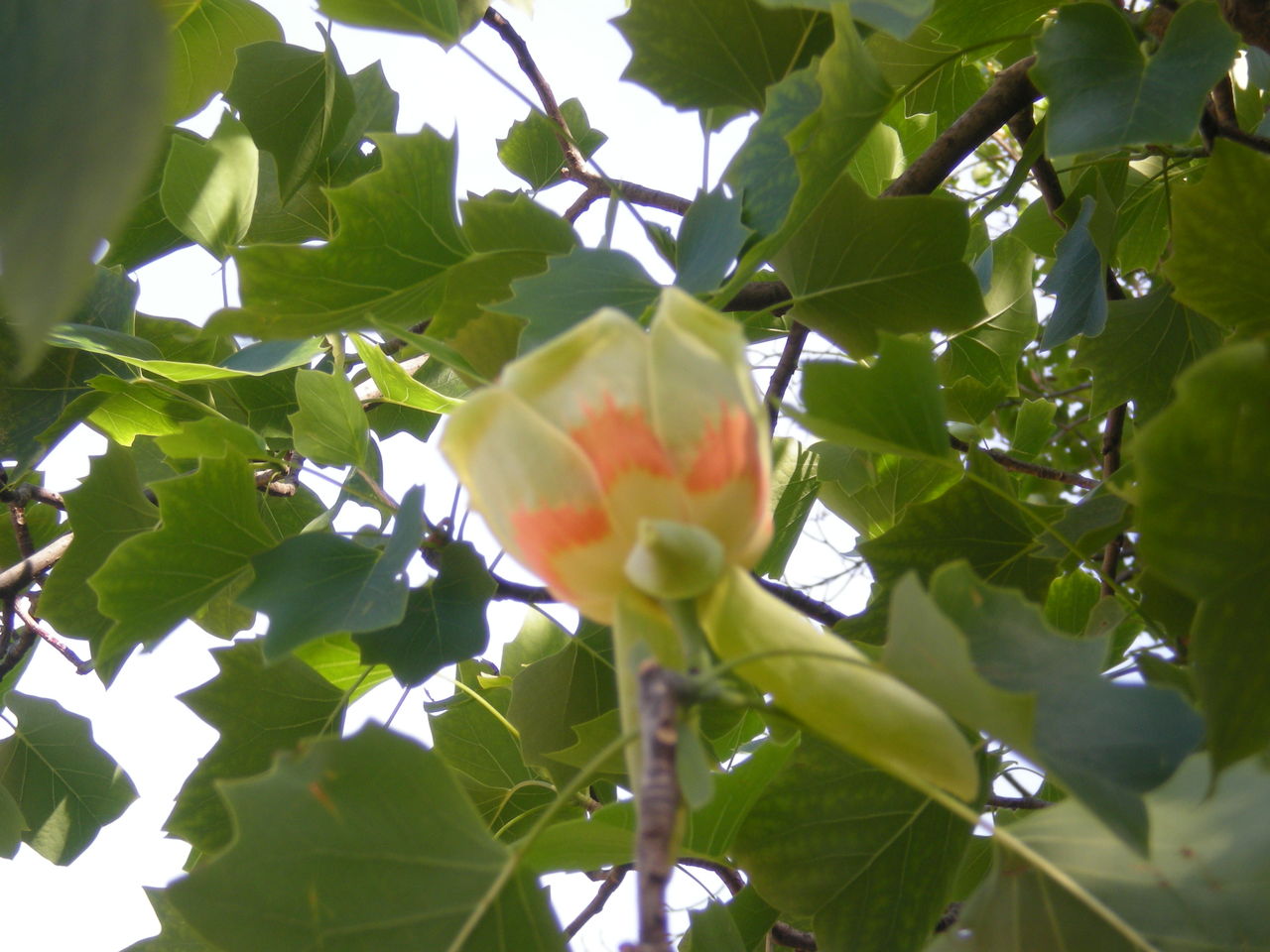 変わった木の花とユリノキの花 Tune108 Blog