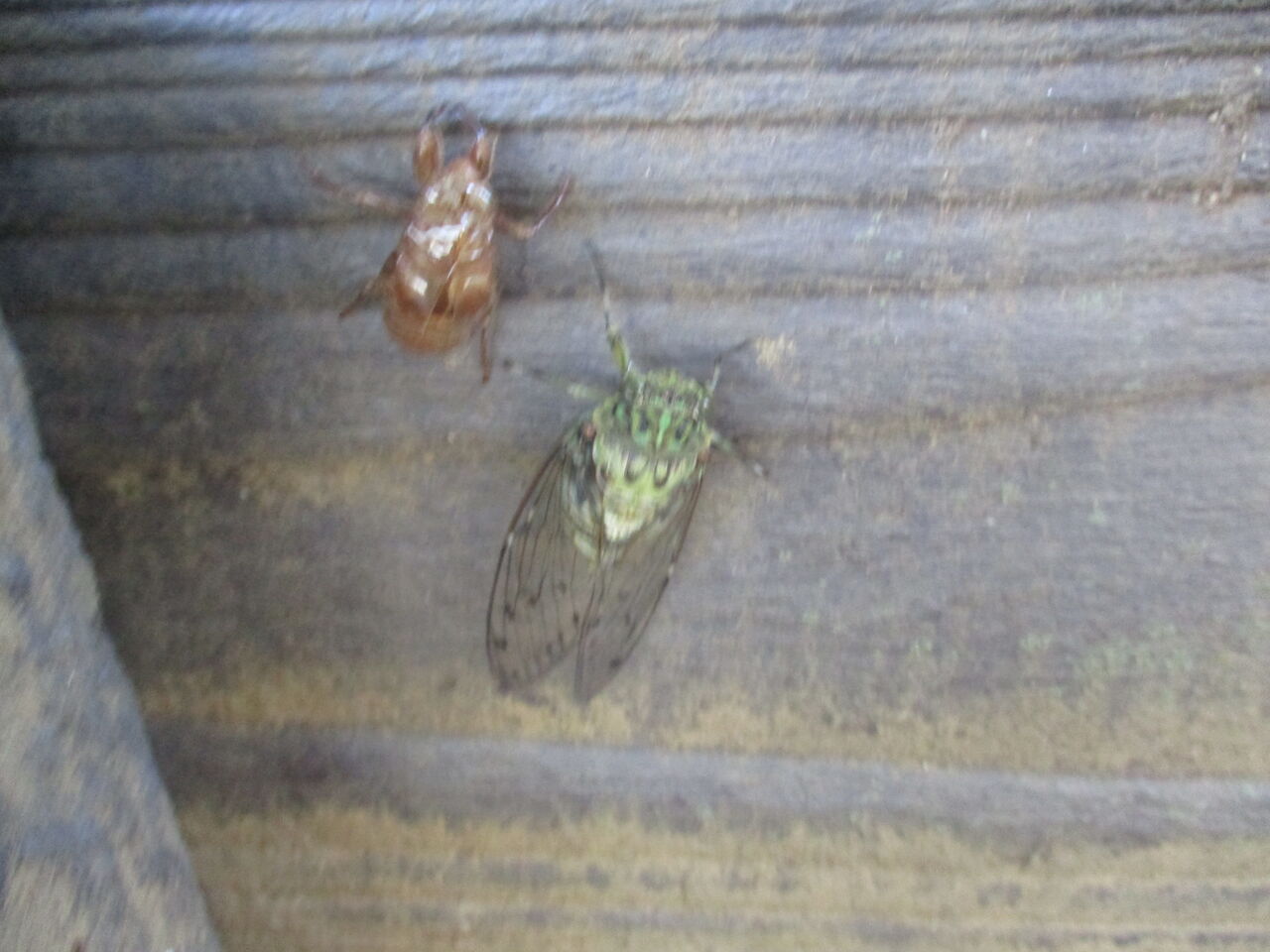 光が丘公園モミジアオイ2輪カンナの花向日葵の花蝉羽化23日 Tune108 Blog