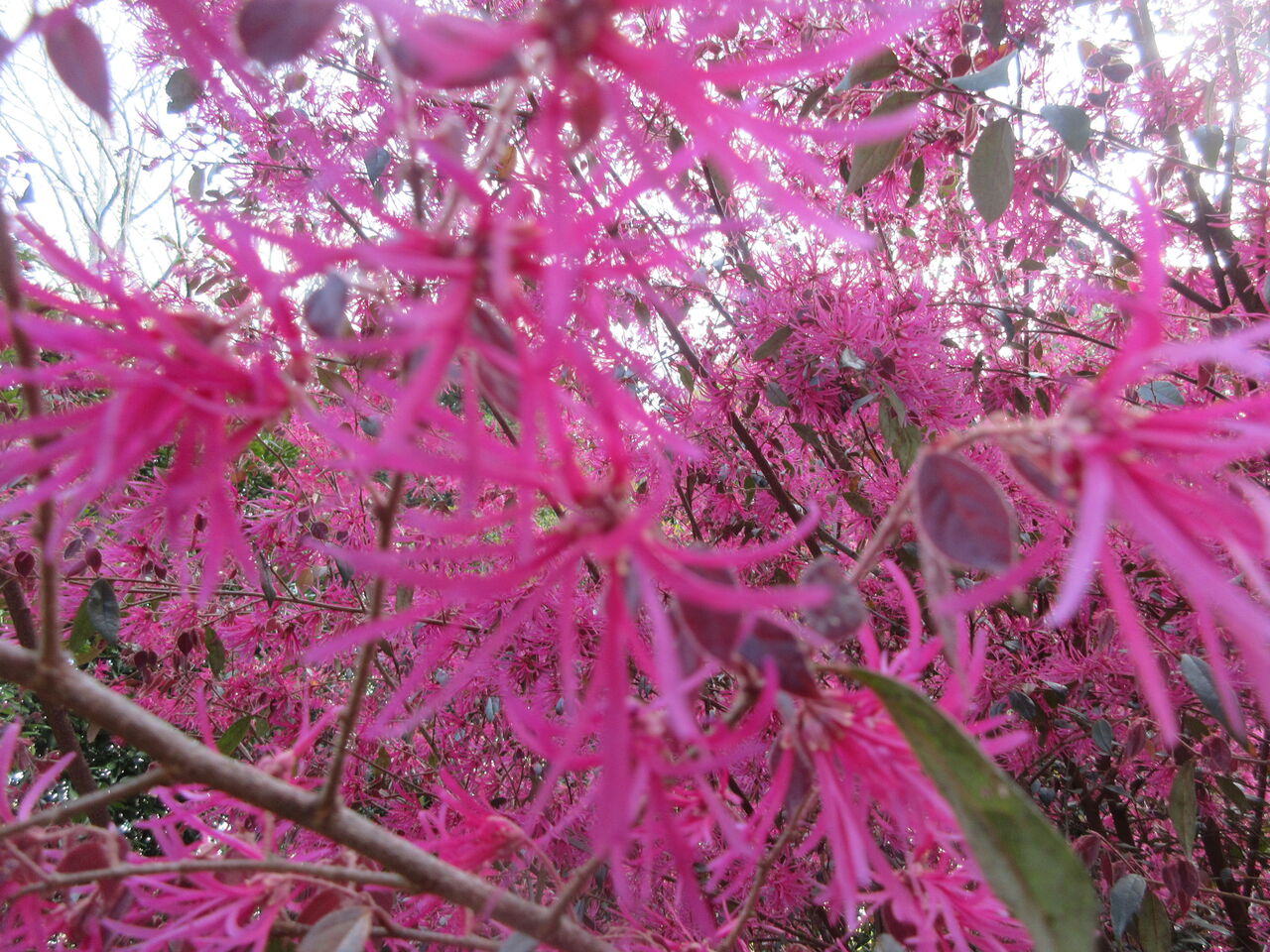 光が丘公園シャクナゲ赤アヤメ紫万作赤花壇カラフル4月3日 Tune108 Blog