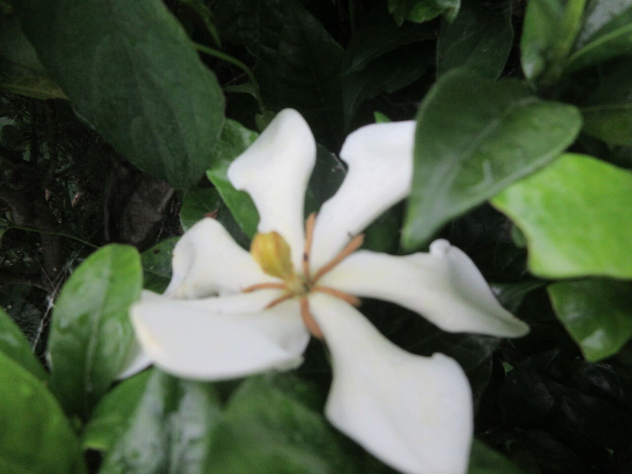 光ヶ丘公園立葵上部へ先始めるクチナシの花八重ドクダビ6日 Tune108 Blog